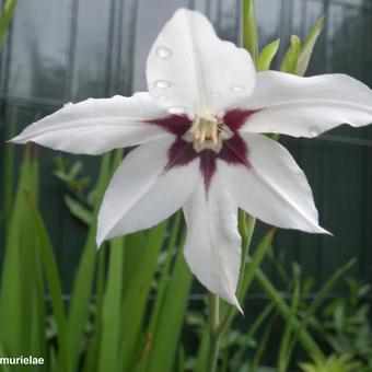 Gladiolus murielae