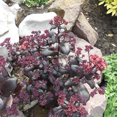 Vetkruid - Sedum 'TOUCHDOWN Teak'