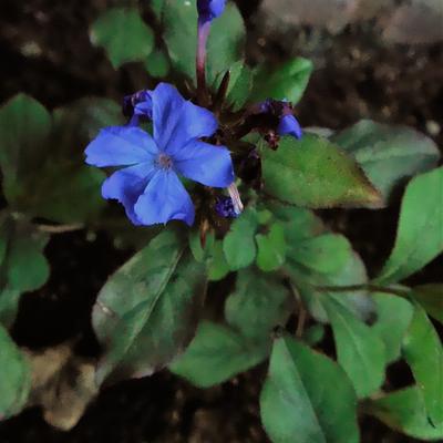 Loodkruid - Ceratostigma plumbaginoides