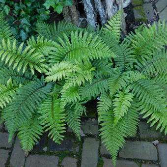 Polystichum polyblepharum 'Jade'