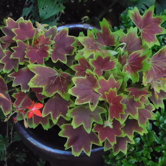 Pelargonium x hortorum 'Vancouver Centennial' (stellar type)