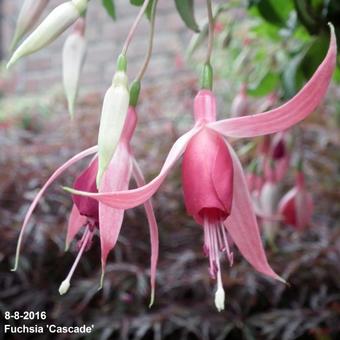 Fuchsia 'Cascade'