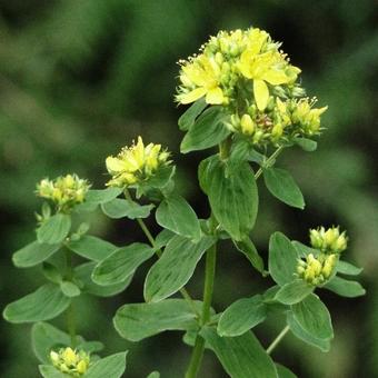 Hypericum perforatum