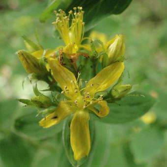 Hypericum perforatum