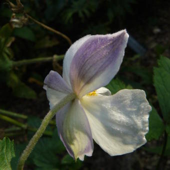 Anemone 'Wild Swan'