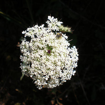 Wortel - Daucus carota