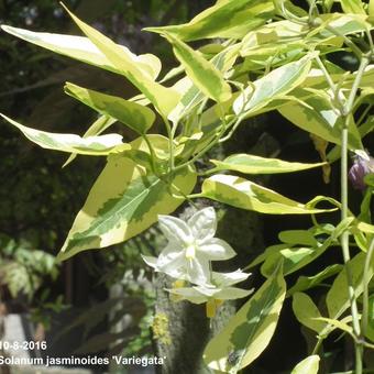 Solanum jasminoides 'Variegata'