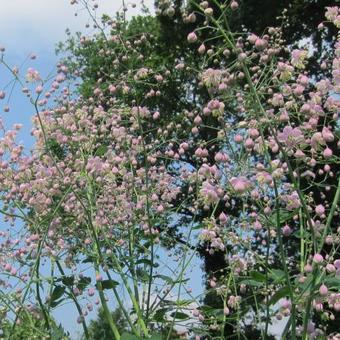 Thalictrum delavayi