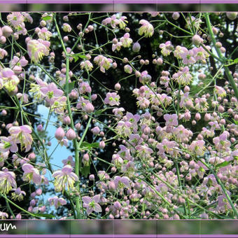 Thalictrum delavayi