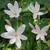 Hesperantha coccinea 'Pink Princess'