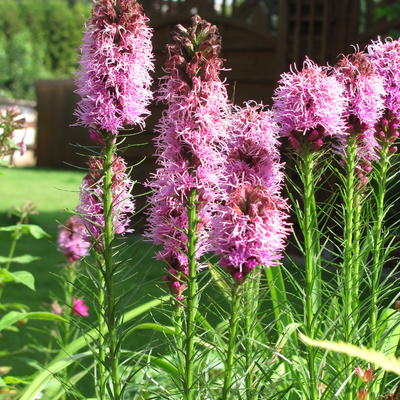 Lampepoetser - Liatris spicata 'Kobold'