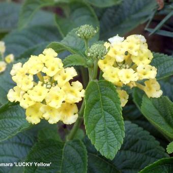 Lantana camara 'LUCKY Yellow'