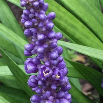 Liriope muscari 'Moneymaker'