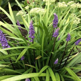 Liriope muscari 'Moneymaker'