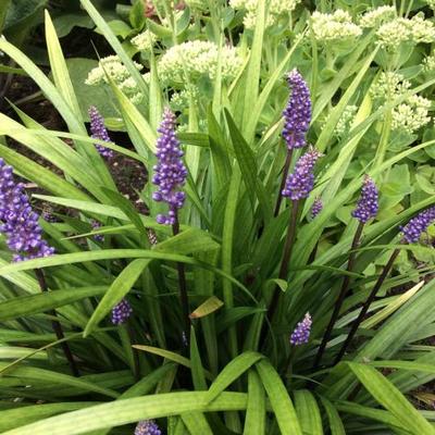 Leliegras - Liriope muscari 'Moneymaker'