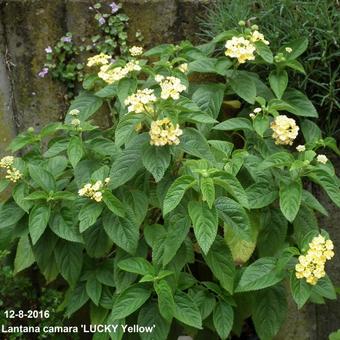 Lantana camara 'LUCKY Yellow'