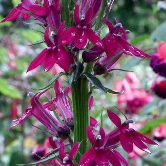 Lobelia x gerardii 'Ruby Slippers'