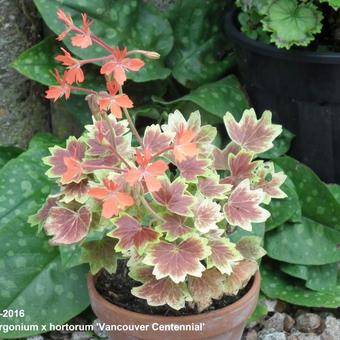 Pelargonium x hortorum 'Vancouver Centennial' (stellar type)