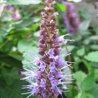 Agastache rugosa 'After Eight'