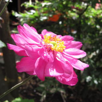 Anemone hupehensis 'PRETTY LADY Julia'