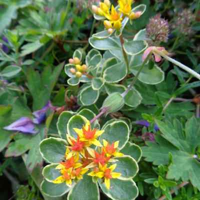 Russische Muurpeper - Sedum kamtschaticum 'Variegatum'