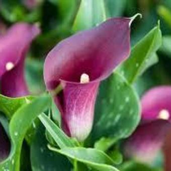 Calla palustris