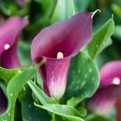 Slangenwortel - Calla palustris