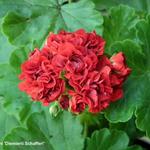 Pelargonium 'Diemierii Schafferi' - Geranium