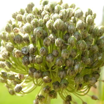 Allium porrum