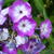 Phlox paniculata 'Blue Boy'