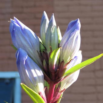 Gentiana