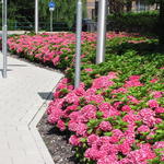 Boerenhortensia, Bolhortensia - Hydrangea macrophylla 'King George V'