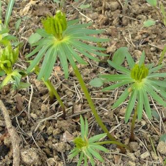 Eranthis cilicica