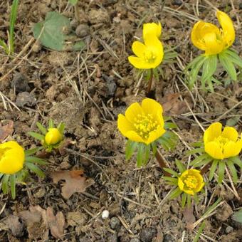 Eranthis cilicica