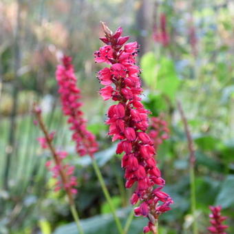 Persicaria amplexicaulis 'JS Caliente'