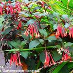 Fuchsia triphylla 'Gartenmeister Bonstedt' - Bellenplant