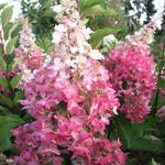 Hydrangea paniculata 'Pinky Winky'  - Pluimhortensia