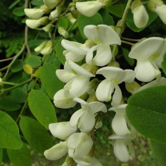 Robinia pseudoacacia