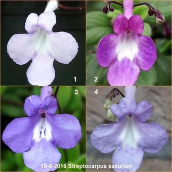 Streptocarpus saxorum