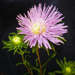 Callistephus chinensis  - Chinese aster, Zomeraster, Reinmargriet