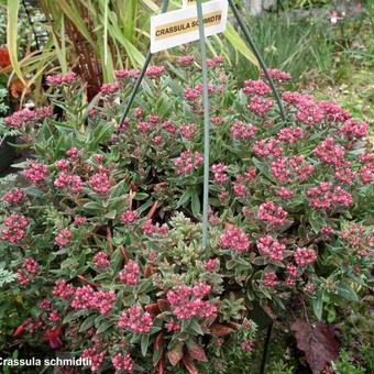 Crassula schmidtii