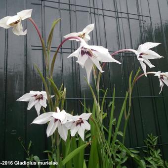 Gladiolus murielae