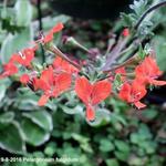 Pelargonium fulgidum - Geranium