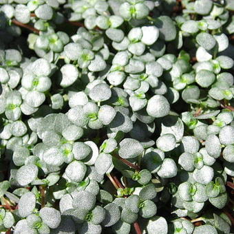 Pilea 'Greyzy'