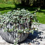 Pilea 'Greyzy'  - Kanonneerplantje