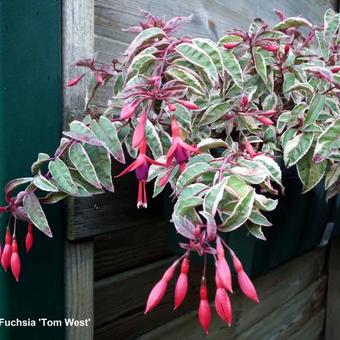 Fuchsia 'Tom West'