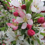 Malus 'Courtabri'  - Sierappel