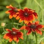 Rudbeckia hirta 'Autumn Colours' - Zonnehoed