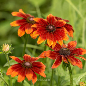 Rudbeckia hirta 'Autumn Colours'