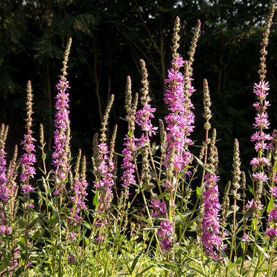 Kattenstaart, Grote kattenstaart - Lythrum salicaria 'Rosy Gem'